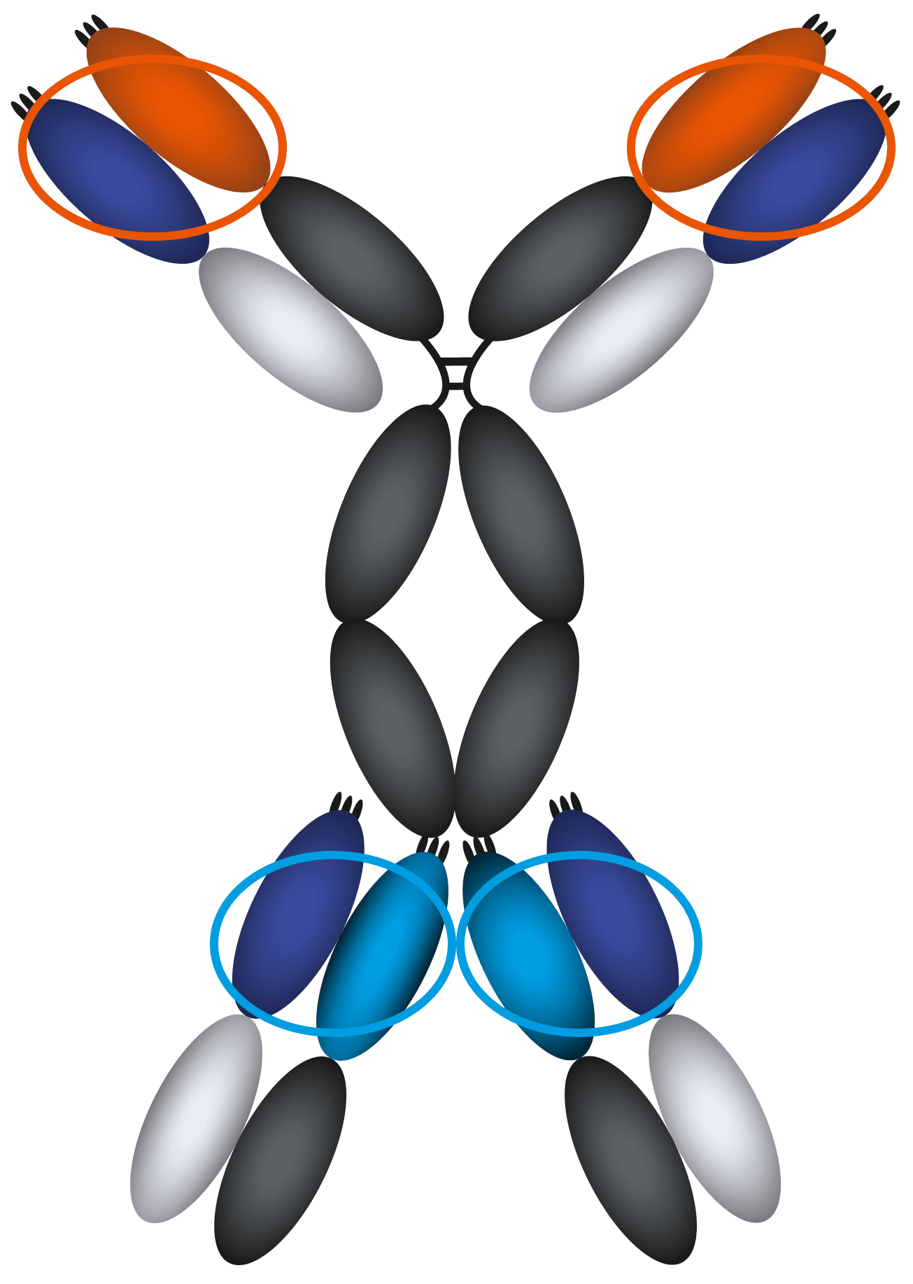 KK2269 mechanism animation