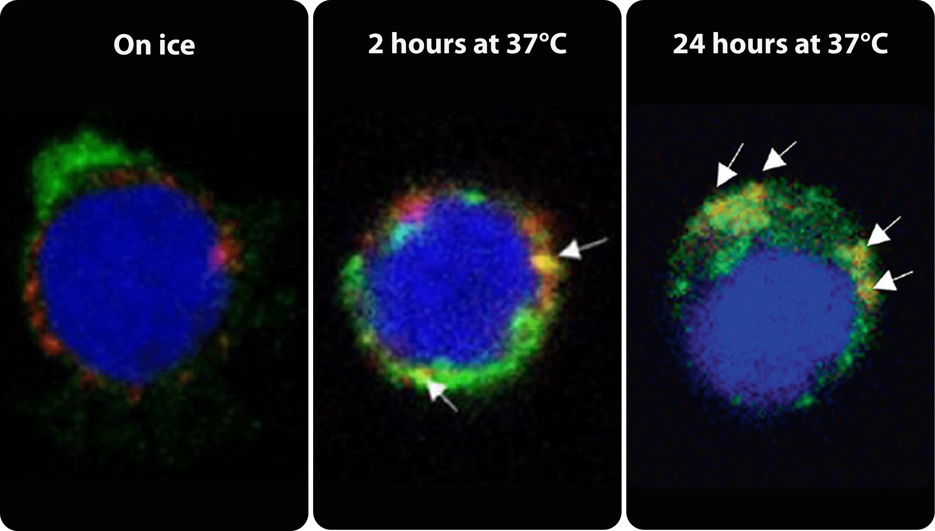 KK2845 localization and trafficking